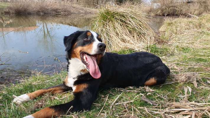 Die wunderschöne Welt mit Hund.-Beitrag-Bild