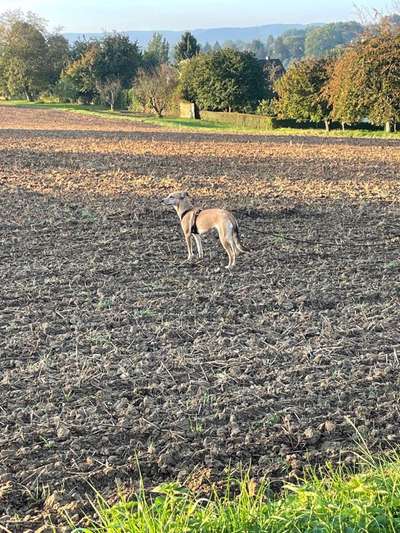 Windhunde - Treffen der besonderen Schönheiten
HERZLICH WILLKOMMEN-Beitrag-Bild