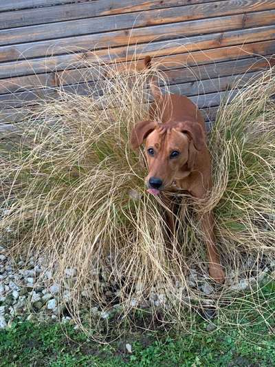 Fotochallenge Nr. 59 - Mein Hund zeigt die Zunge-Beitrag-Bild