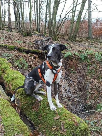 Aussiedors oder Leopard Labrador Gruppe-Beitrag-Bild