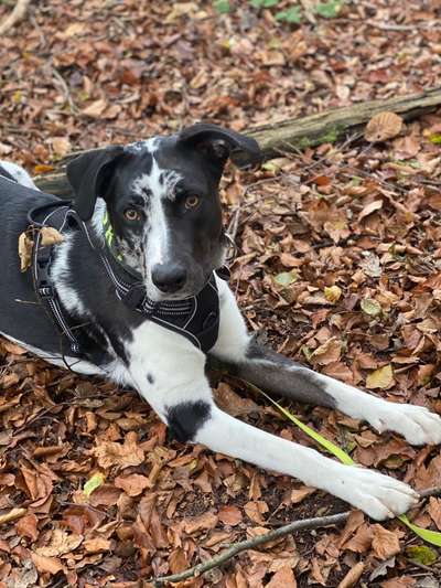 Labradorfans-Beitrag-Bild