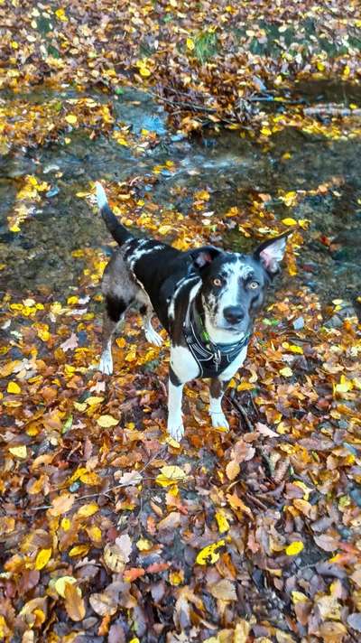 Labradorfans-Beitrag-Bild