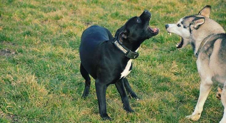 Cora und Amy beim spielen .-Beitrag-Bild