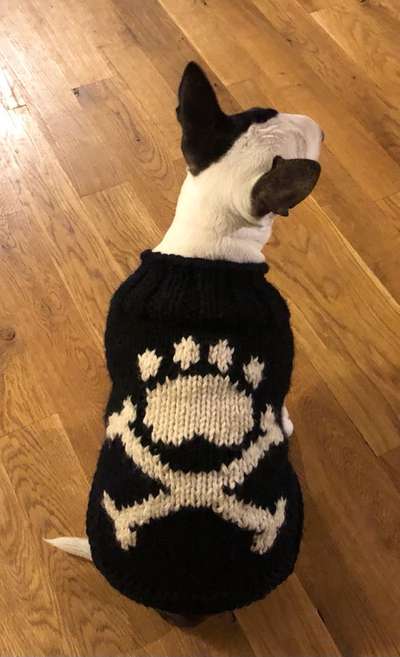 Miniatur Bull Terrier-Beitrag-Bild