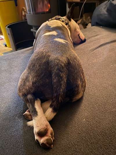 Miniatur Bull Terrier-Beitrag-Bild