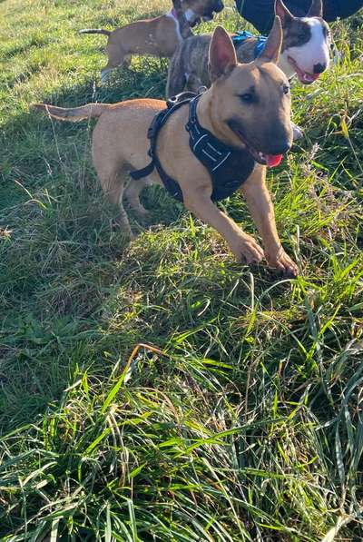 Miniatur Bull Terrier-Beitrag-Bild