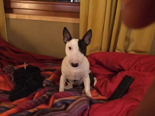 Miniatur Bull Terrier-Beitrag-Bild