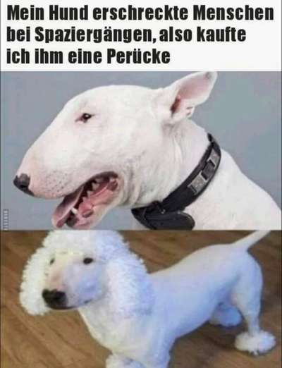 Miniatur Bull Terrier-Beitrag-Bild