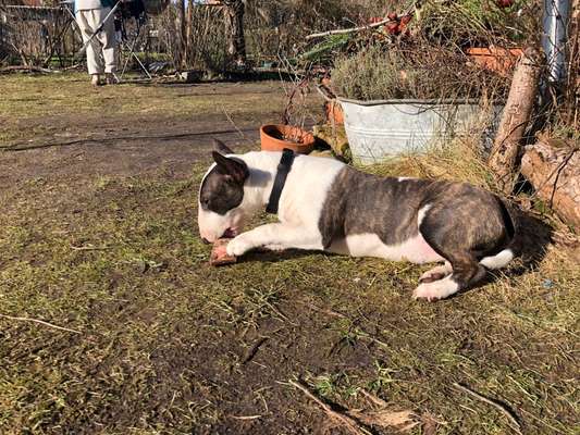 Miniatur Bull Terrier-Beitrag-Bild