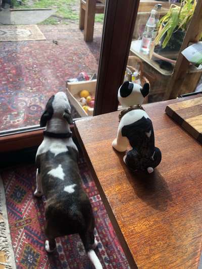 Miniatur Bull Terrier-Beitrag-Bild