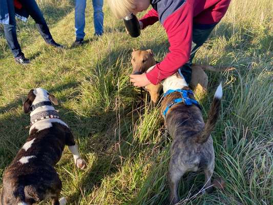 Miniatur Bull Terrier-Beitrag-Bild