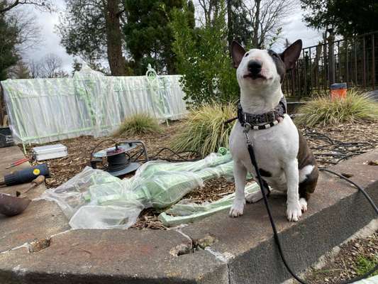 Miniatur Bull Terrier-Beitrag-Bild