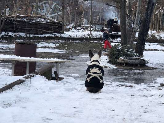 Miniatur Bull Terrier-Beitrag-Bild