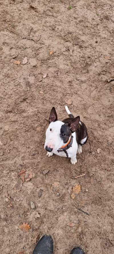 Miniatur Bull Terrier-Beitrag-Bild