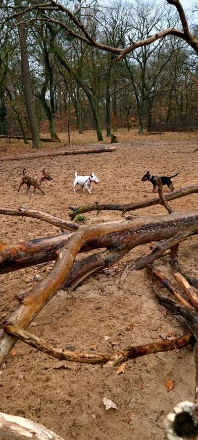 Miniatur Bull Terrier-Beitrag-Bild