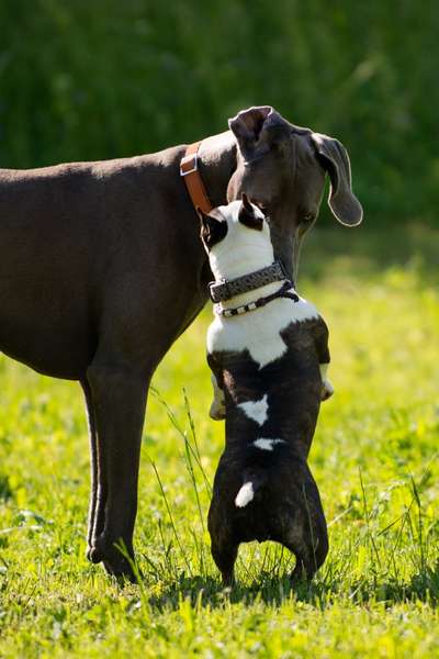 Miniatur Bull Terrier-Beitrag-Bild