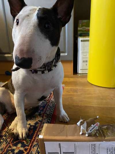 Miniatur Bull Terrier-Beitrag-Bild