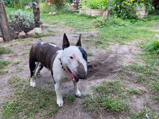 Miniatur Bull Terrier-Beitrag-Bild