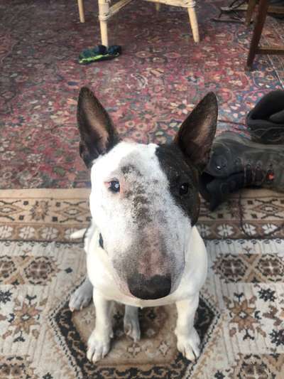 Miniatur Bull Terrier-Beitrag-Bild