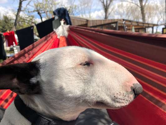 Miniatur Bull Terrier-Beitrag-Bild