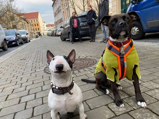 Miniatur Bull Terrier-Beitrag-Bild