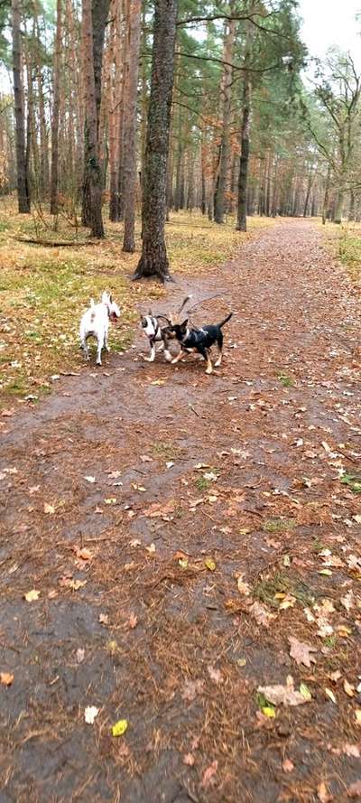 Miniatur Bull Terrier-Beitrag-Bild