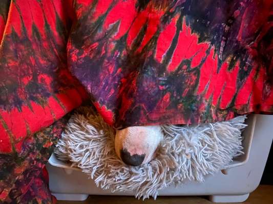 Miniatur Bull Terrier-Beitrag-Bild