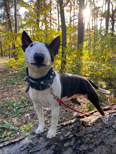 Miniatur Bull Terrier-Beitrag-Bild