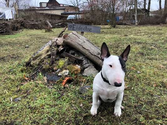 Miniatur Bull Terrier-Beitrag-Bild