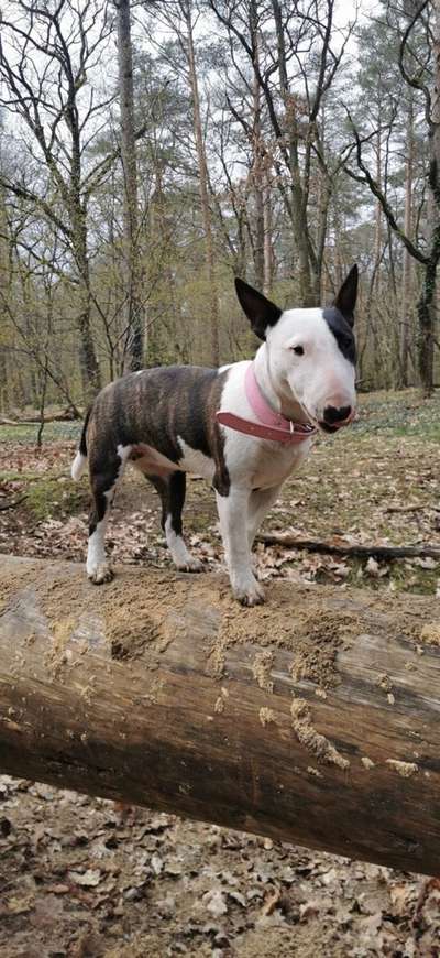 Miniatur Bull Terrier-Beitrag-Bild