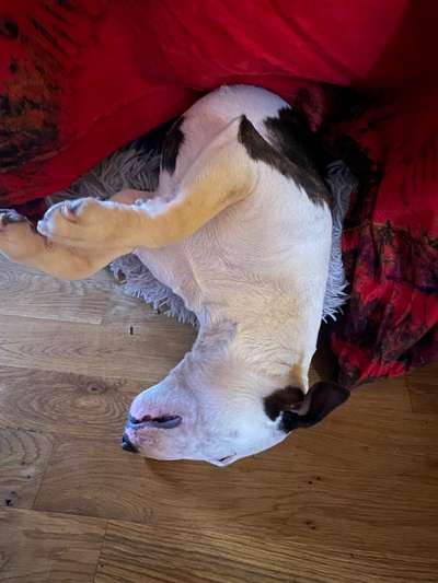 Miniatur Bull Terrier-Beitrag-Bild