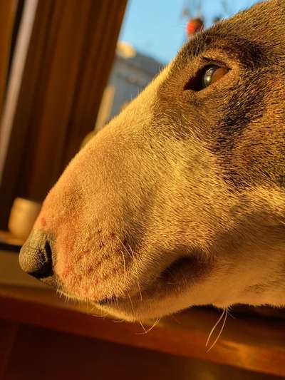 Miniatur Bull Terrier-Beitrag-Bild