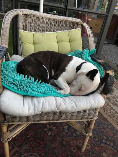 Miniatur Bull Terrier-Beitrag-Bild