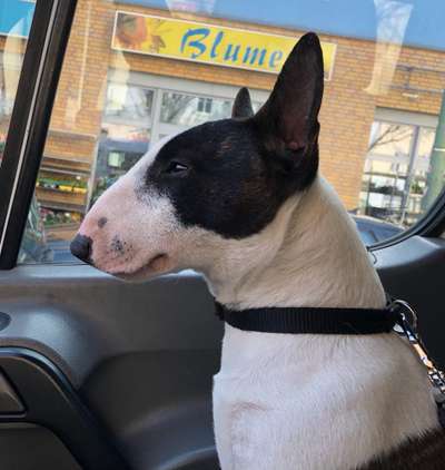 Miniatur Bull Terrier-Beitrag-Bild