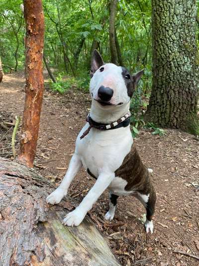 Miniatur Bull Terrier-Beitrag-Bild