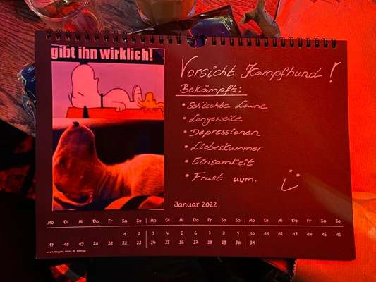 Miniatur Bull Terrier-Beitrag-Bild