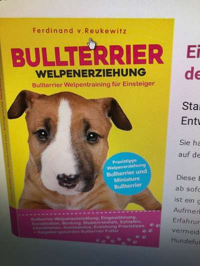 Miniatur Bull Terrier-Beitrag-Bild