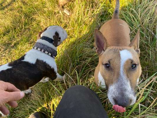Miniatur Bull Terrier-Beitrag-Bild