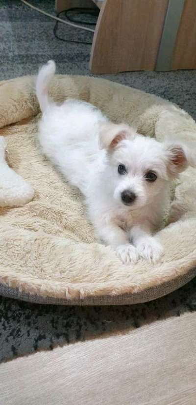 Welpen Bilder !-Beitrag-Bild