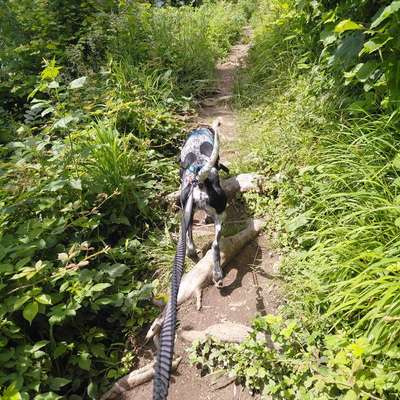 Hundetreffen-Canicross/Bikejöring Partner gesucht-Bild