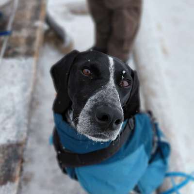 Hundetreffen-Canicross/Bikejöring Partner gesucht-Bild