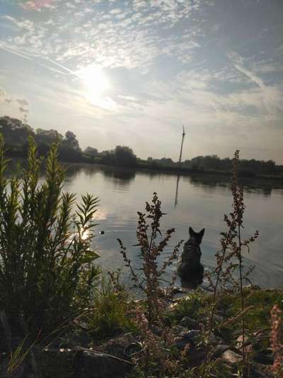 Ans Wasser/Schwimmen gewöhnen-Beitrag-Bild