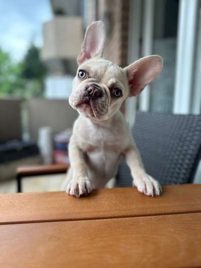 Französische Bulldoggen-Beitrag-Bild