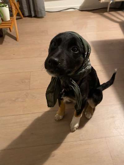 Welpen Bilder !-Beitrag-Bild