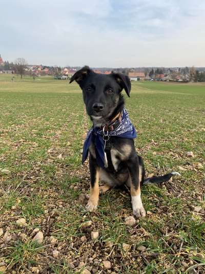 Welpen Bilder !-Beitrag-Bild