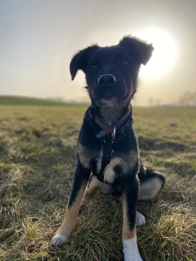 Welpen Bilder !-Beitrag-Bild