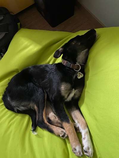 Welpen Bilder !-Beitrag-Bild