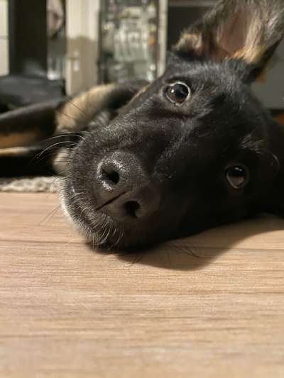 Welpen Bilder !-Beitrag-Bild