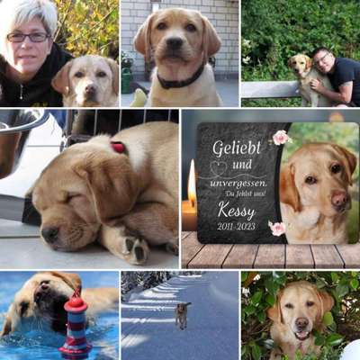 Unsere Fellnasen im Regenbogenland-Beitrag-Bild