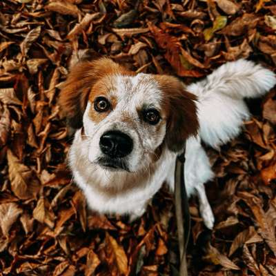 Hundetreffen-spontane Spazier- und Spielgefährten gesucht 🐶-Bild